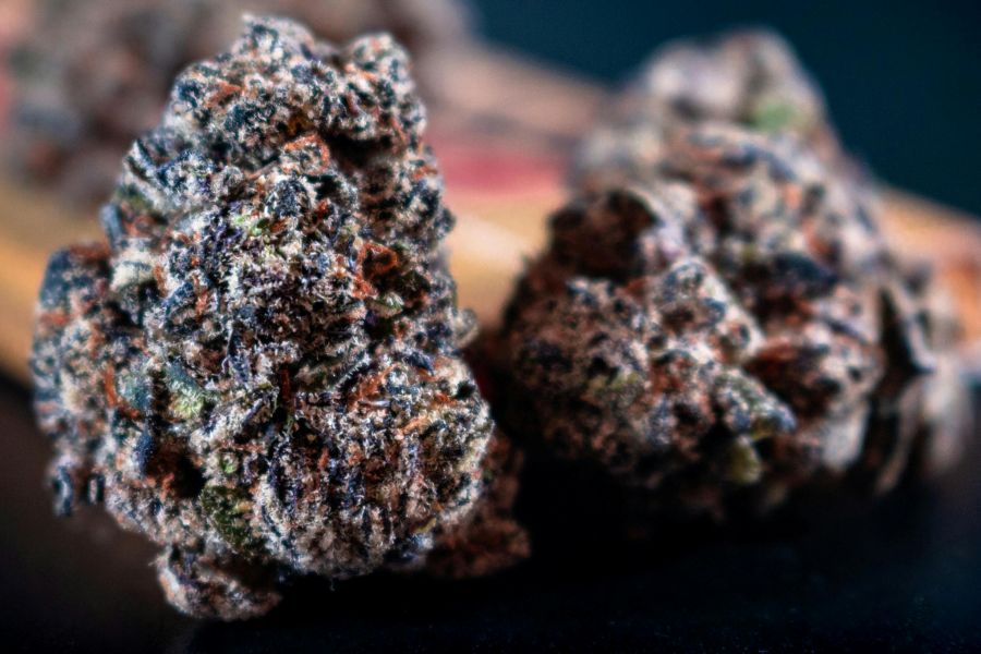 A close-up of cannabis flower showing trichomes before extraction